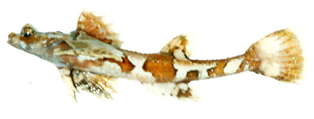 日本隆背八角鱼(Percis japonica)