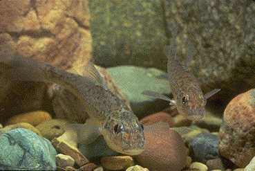 加拿大鲑鲈(Percopsis omiscomaycus)
