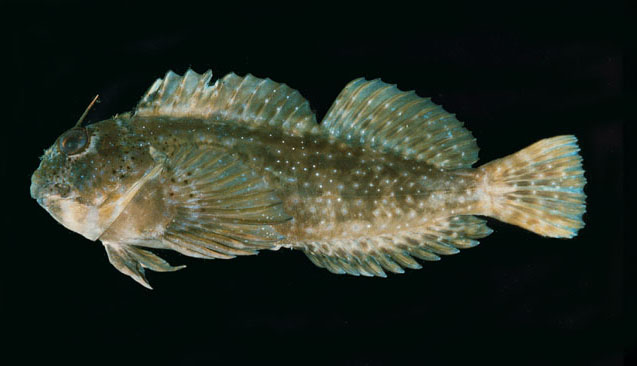 柯西石岩鳚(Pereulixia kosiensis)