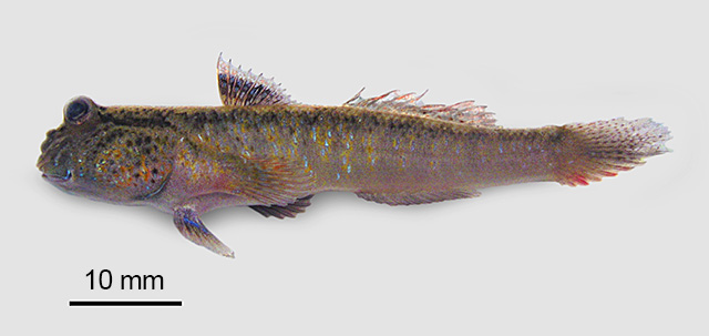 鳞峡齿弹涂鱼(Periophthalmodon septemradiatus)