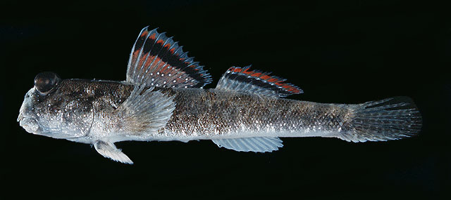 银线弹涂鱼(Periophthalmus argentilineatus)