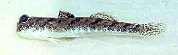 细弹涂鱼(Periophthalmus gracilis)