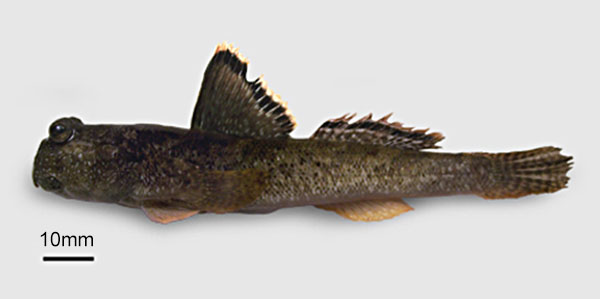 卡路弹涂鱼(Periophthalmus kalolo)