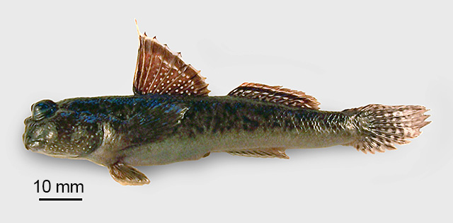 马六甲弹涂鱼(Periophthalmus malaccensis)