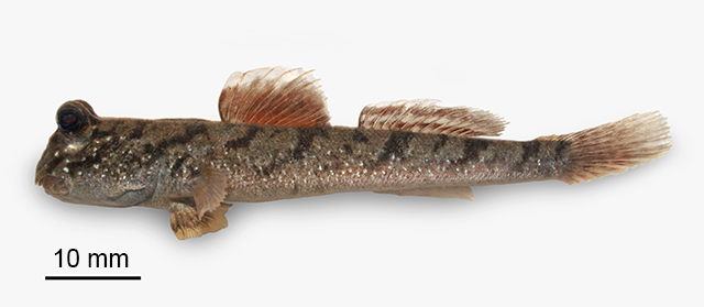 新几内亚弹涂鱼(Periophthalmus novaeguineaensis)