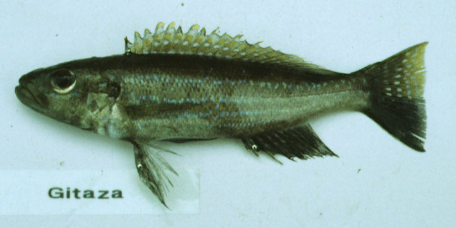 小鳞奇齿丽鱼(Perissodus microlepis)