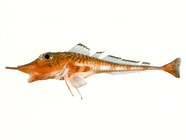 光吻黄鲂鮄(Peristedion liorhynchus)