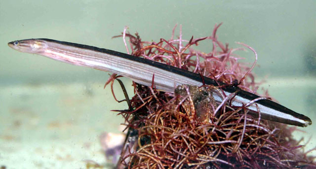 鳗形尖斜胎鳚(Peronedys anguillaris)