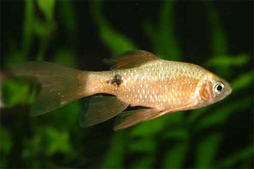 玟瑰佩西鲃(Pethia conchonius)