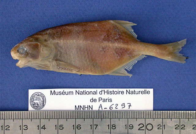 巴氏岩头长颌鱼(Petrocephalus balayi)