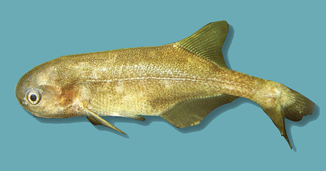 下口岩头长颌鱼(Petrocephalus catostoma)