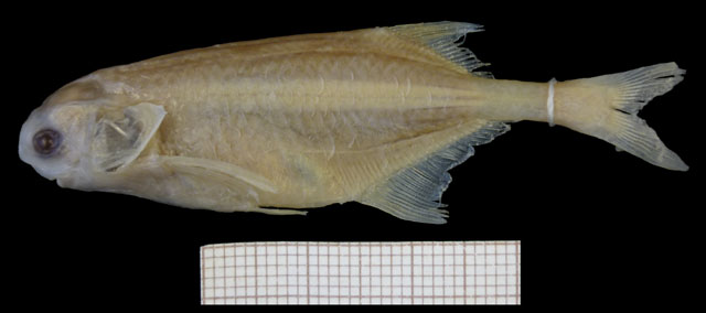 赫氏岩头长颌鱼(Petrocephalus hutereaui)