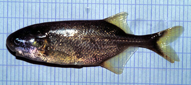 佩氏岩头长颌鱼(Petrocephalus pellegrini)