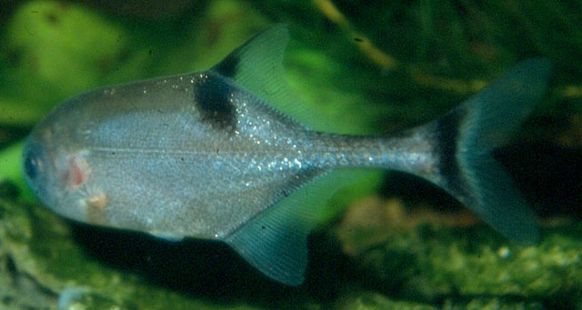苏达岩头长颌鱼(Petrocephalus soudanensis)