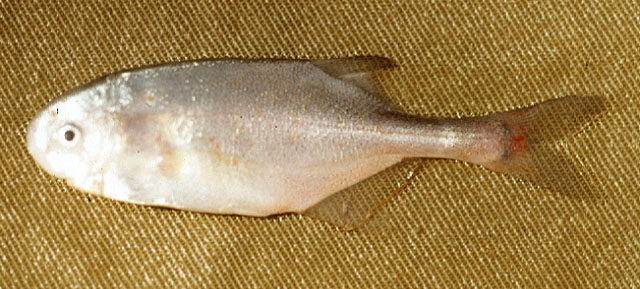 太宁岩头长颌鱼(Petrocephalus tanensis)