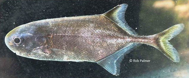 细尾岩头长颌鱼(Petrocephalus tenuicauda)