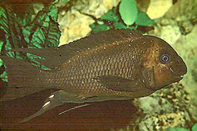 屈氏岩丽鱼(Petrochromis trewavasae)