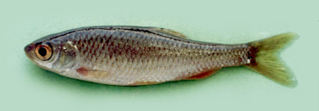 棕色岩雅罗鱼(Petroleuciscus borysthenicus)