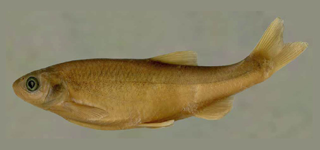 伊氏岩雅罗鱼(Petroleuciscus esfahani)