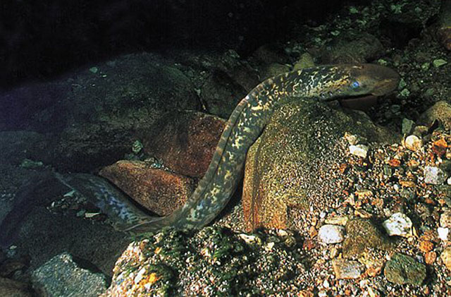 海七鳃鳗(Petromyzon marinus)