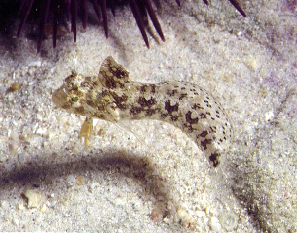 高鳍跳岩鳚(Petroscirtes mitratus)