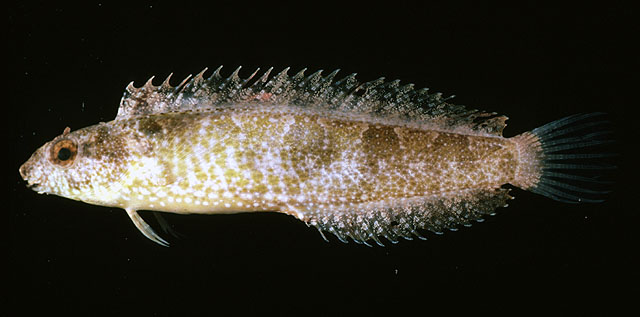 变色跳岩鳚(Petroscirtes variabilis)