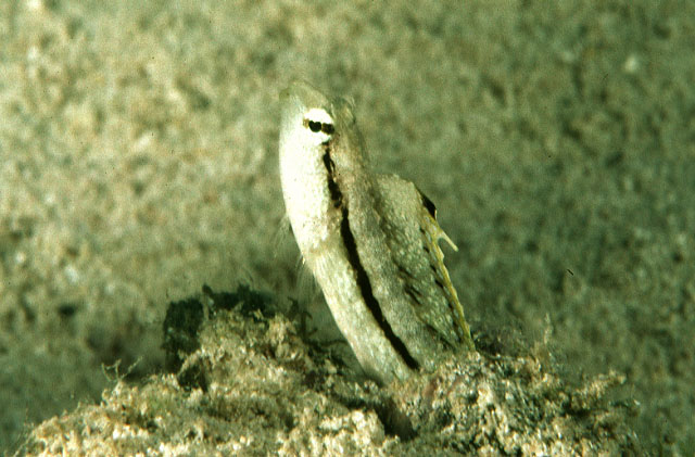 光跳岩鳚(Petroscirtes xestus)