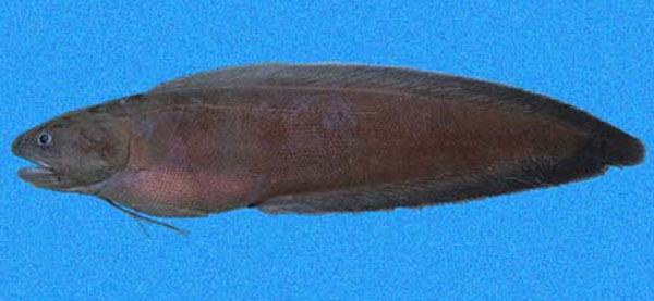 霍氏岩鼬鳚(Petrotyx hopkinsi)