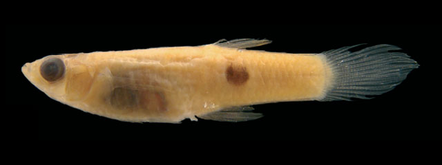 纤细角茎鳉(Phalloceros mikrommatos)