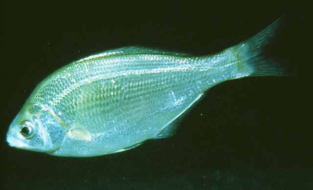 白显齿海鲫(Phanerodon furcatus)