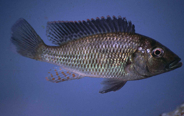 尖头咽丽鱼(Pharyngochromis acuticeps)