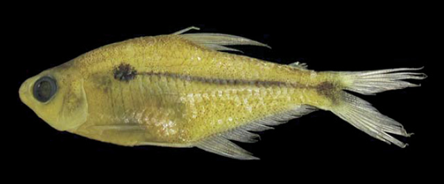 卡氏平腹脂鲤(Phenacogaster calverti)