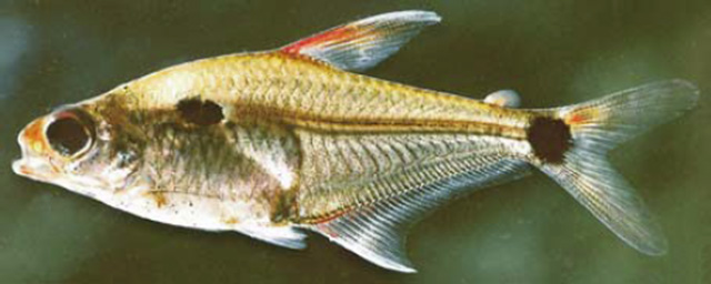 韦亚娜平腹脂鲤(Phenacogaster wayana)