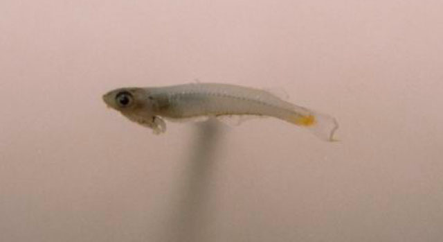 史氏拟精器鱼(Phenacostethus smithi)