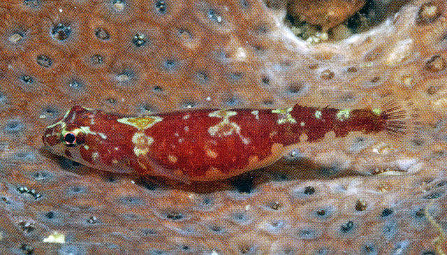 印度细喉盘鱼(Pherallodus indicus)
