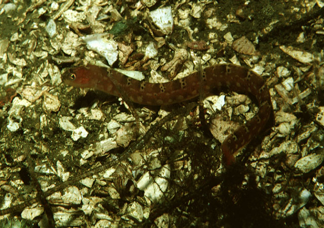 长鳍锦鳚(Pholis clemensi)