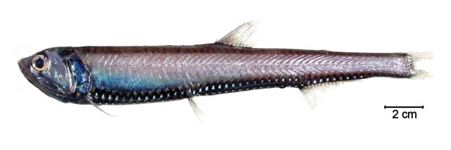 银巨口光鱼(Phosichthys argenteus)
