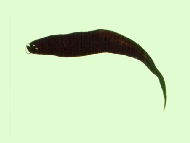 白鳍袋巨口鱼(Photonectes albipennis)