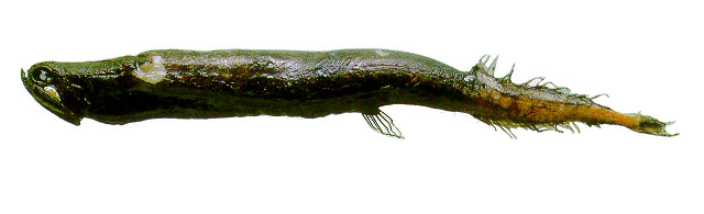 细袋巨口鱼(Photonectes gracilis)