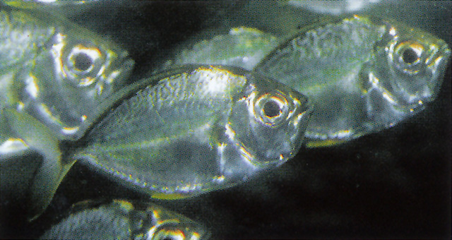 黄斑光胸鲾(Photopectoralis bindus)