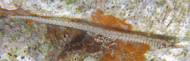 黑锥海龙(Phoxocampus belcheri)