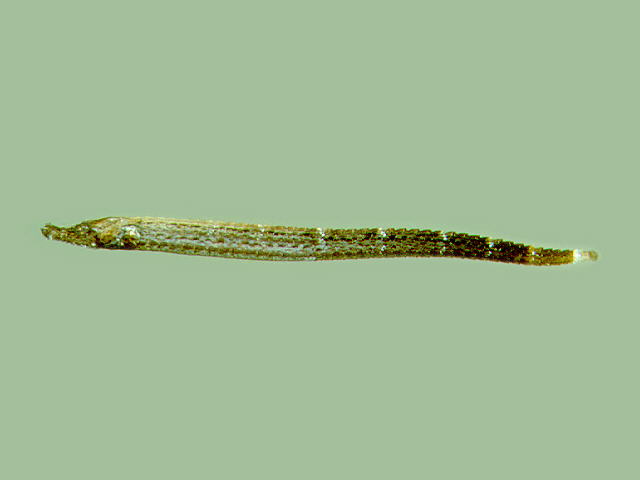双棘锥海龙(Phoxocampus diacanthus)