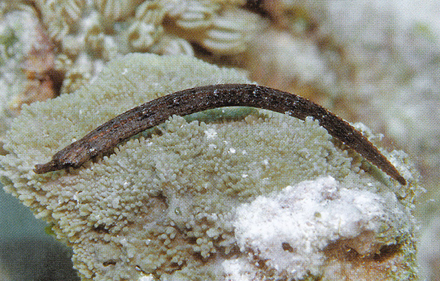 白斑锥海龙(Phoxocampus tetrophthalmus)