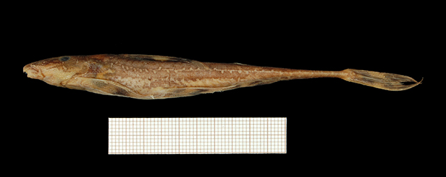 大护尾鮠(Phractura macrura)