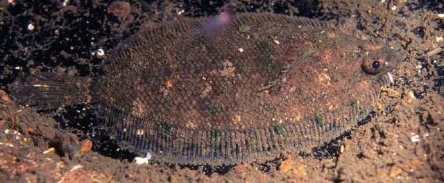 挪威蟾鲆(Phrynorhombus norvegicus)
