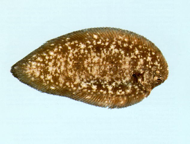 密斑鳎(Phyllichthys punctatus)