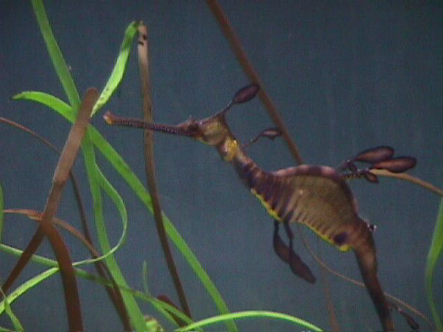 澳洲叶海龙(Phyllopteryx taeniolatus)