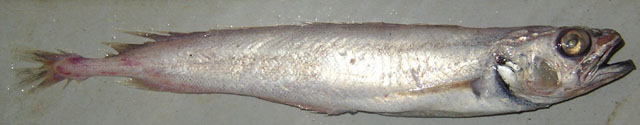 黑小褐鳕(Physiculus dalwigki)
