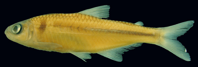 巴西双慈鱼(Piabina anhembi)