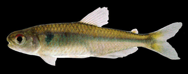银双慈鱼(Piabina argentea)